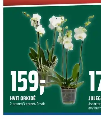 Coop Obs Hvit orkidé tilbud
