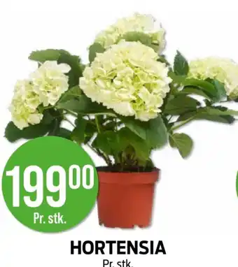 Kiwi HORTENSIA tilbud