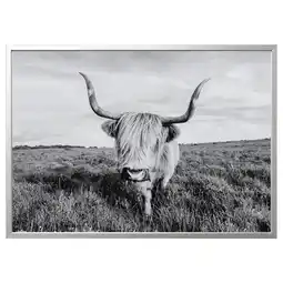 IKEA BjÖrksta Bilde med ramme, nysgjerrig ku/aluminiumsfarge, 140x100 cm tilbud