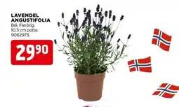 jem & fix LAVENDEL ANGUSTIFOLIA tilbud