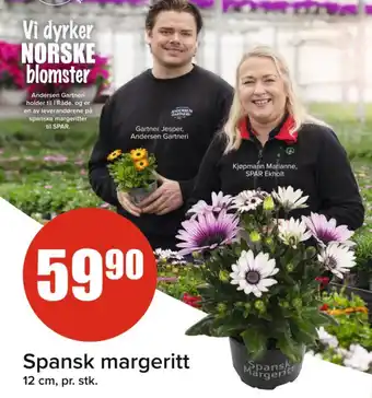 Spar Spansk margeritt tilbud