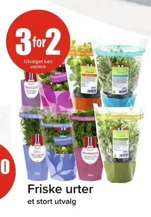 Spar Friske urter tilbud