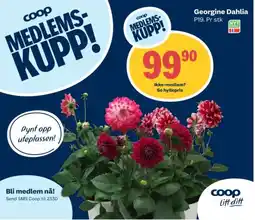 Coop Extra COOP Georgine dahlia tilbud