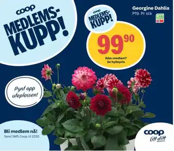 Coop Extra COOP Georgine dahlia tilbud