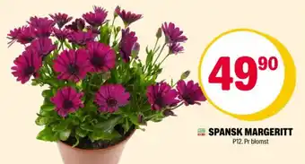 Coop Extra Spansk margeritt tilbud