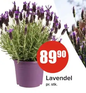 Spar Lavendel tilbud