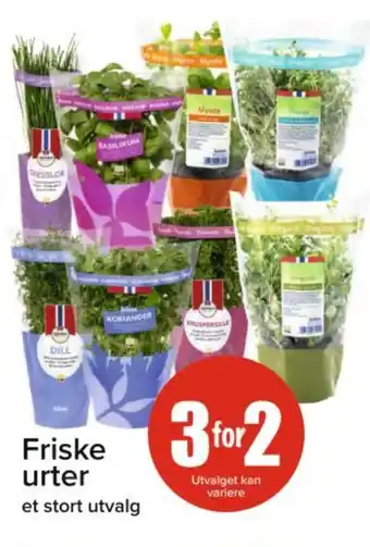 Spar Friske urter tilbud