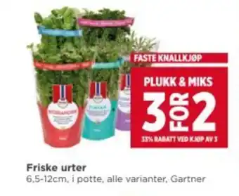 Meny Friske urter tilbud
