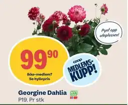 Coop Mega Georgine Dahlia tilbud
