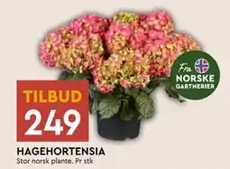 Coop Mega HAGEHORTENSIA tilbud
