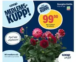 Coop Extra Georgine Dahlia tilbud