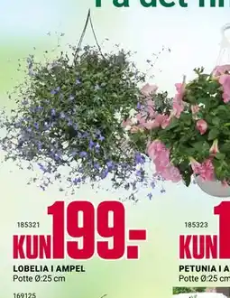 Europris LOBELIA I AMPEL tilbud