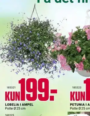 Europris LOBELIA I AMPEL tilbud