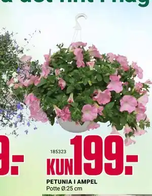 Europris PETUNIA I AMPEL tilbud