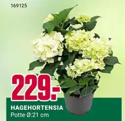 Europris HAGEHORTENSIA tilbud