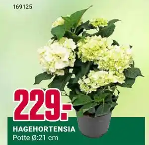 Europris HAGEHORTENSIA tilbud
