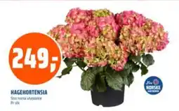 Coop Obs Hagehortensia tilbud