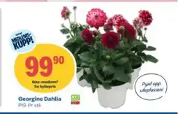 Coop Obs Georgine Dahlia tilbud