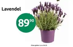 Joker Lavendel tilbud