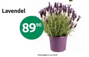 Joker Lavendel tilbud