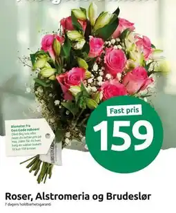 Joker Roser, Alstromeria og Brudeslør tilbud