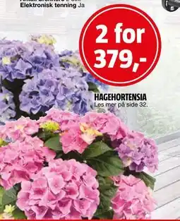Bauhaus HAGEHORTENSIA tilbud