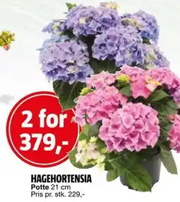 Bauhaus HAGEHORTENSIA tilbud