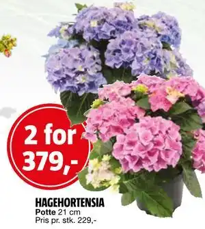 Bauhaus HAGEHORTENSIA tilbud