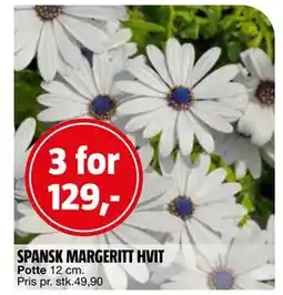 Bauhaus SPANSK MARGERITT HVIT tilbud