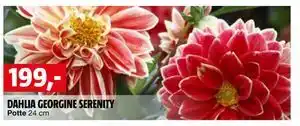 Bauhaus DAHLIA GEORGINE SERENITY tilbud