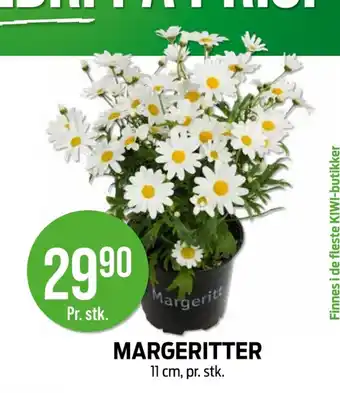 Kiwi Margeritter tilbud