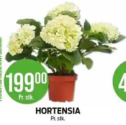 Kiwi Hortensia tilbud