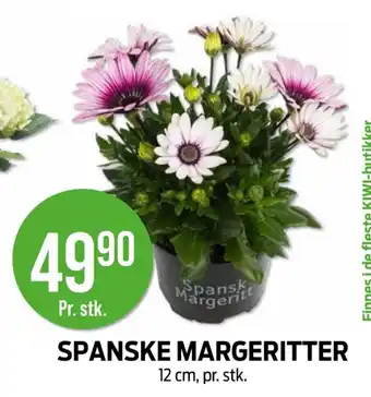 Kiwi Spanske margeritter tilbud