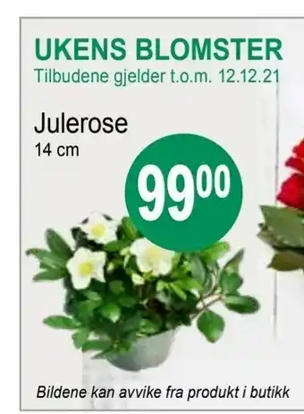Ukens blomster