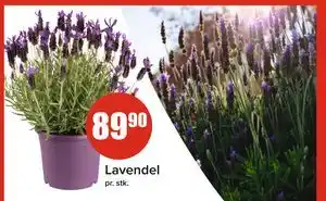 Spar Lavendel tilbud