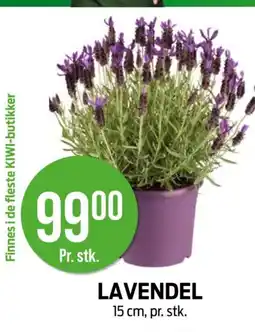 Kiwi Lavendel tilbud
