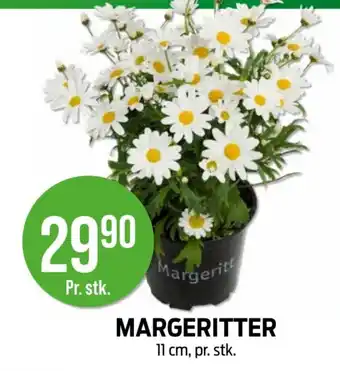 Kiwi Margeritter tilbud