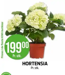 Kiwi Hortensia tilbud