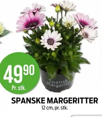 Kiwi Spanske margeritter tilbud