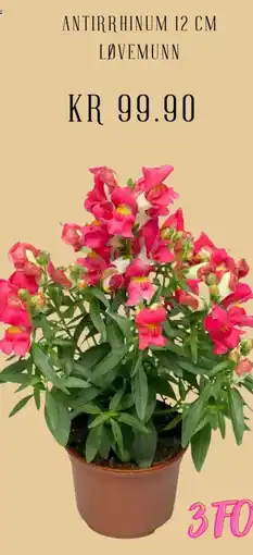 Plantasjen Antirrhinum løvemunn tilbud