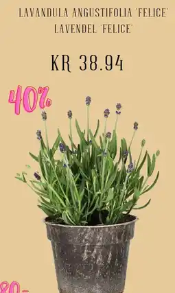 Plantasjen Lavandula Angustifolia felice' lavendel 'felice' tilbud
