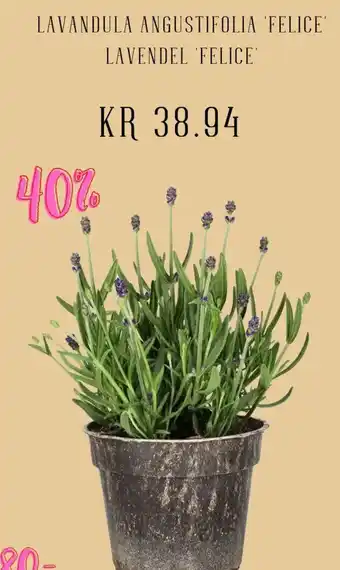 Plantasjen Lavandula Angustifolia felice' lavendel 'felice' tilbud