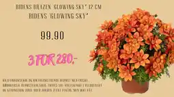 Plantasjen Bidens brazen 'glowing sky' Bidens 'glowing sky' tilbud