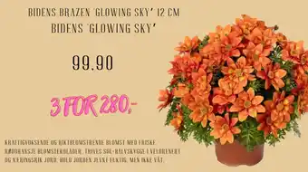Plantasjen Bidens brazen 'glowing sky' Bidens 'glowing sky' tilbud