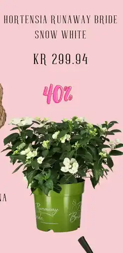 Plantasjen Hortensia Runaway bride snow white tilbud