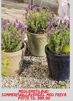 Plantasjen Sommerfugllavendel med freya potte tilbud