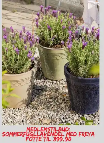 Plantasjen Sommerfugllavendel med freya potte tilbud