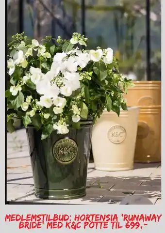 Plantasjen Hortensia 'runaway bride med K&C potte tilbud