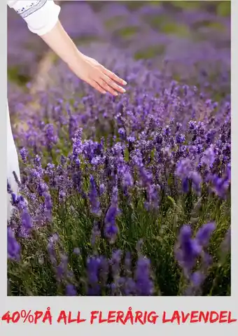 Plantasjen All flerårig lavendel tilbud