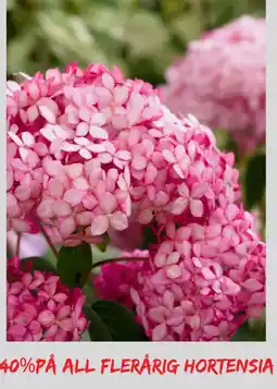 Plantasjen All flerårig hortensia tilbud